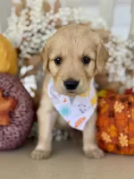 Poppy’s Orange Boy 🧡, a male Golden Retriever for sale in Seymour, MO – 3 of 7
