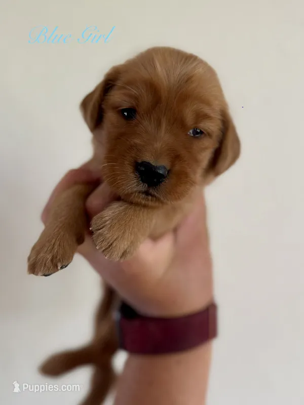 Penny’s Blue Girl – Golden Retriever puppy for sale in Seymour, MO