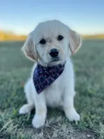 Piper’s Pink Girl, a female Golden Retriever for sale in Seymour, MO – 1 of 1