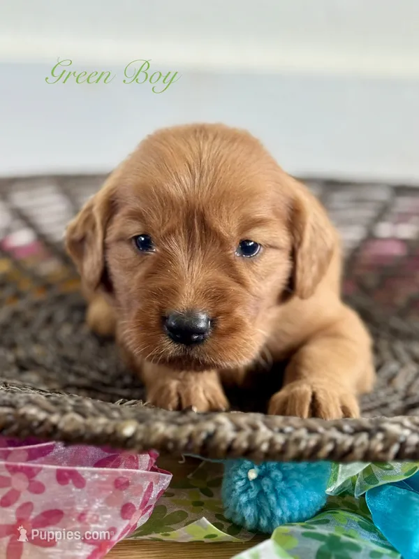 Penny’s Green Boy – Golden Retriever puppy for sale in Seymour, MO