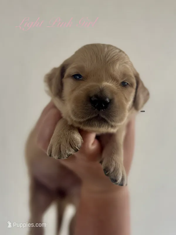 Piper’s Light Pink Girl 🩷 – Golden Retriever puppy for sale in Seymour, MO