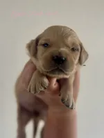 Piper’s Light Pink Girl 🩷, a female Golden Retriever for sale in Seymour, MO – 5 of 6