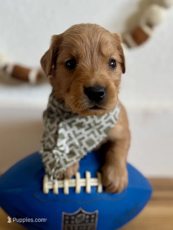 Poppy’s Green Boy 💚 – Golden Retriever puppy for sale in Seymour, MO