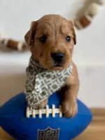 Poppy’s Green Boy 💚, a male Golden Retriever for sale in Seymour, MO – 3 of 6