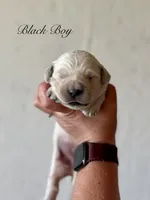 Chloe’s Black Boy, a male English Cream Golden Retriever for sale in Seymour, MO – 2 of 2