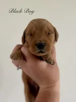 Poppy’s Black Boy 🖤, a male Golden Retriever for sale in Seymour, MO – 5 of 6