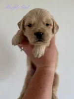 Piper’s Purple Girl 💜, a female Golden Retriever for sale in Seymour, MO – 4 of 6
