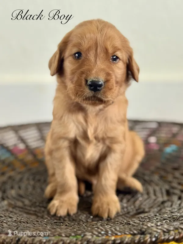 Penny’s Black Boy – Golden Retriever puppy for sale in Seymour, MO