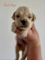 Piper’s Red Boy ❤️, a male Golden Retriever for sale in Seymour, MO – 5 of 7