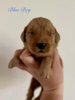 Poppy’s Blue Boy 💙, a male Golden Retriever for sale in Seymour, MO – 4 of 5