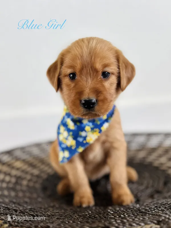 Penny’s Blue Girl – Golden Retriever puppy for sale in Seymour, MO