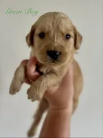 Piper’s Green Boy 💚, a male Golden Retriever for sale in Seymour, MO – 4 of 6