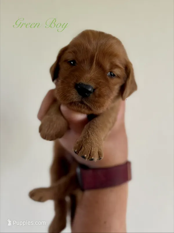 Penny’s Green Boy – Golden Retriever puppy for sale in Seymour, MO
