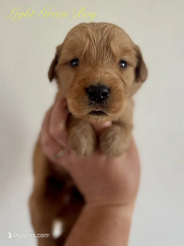 Poppy’s Light Green Boy 💚 – Golden Retriever puppy for sale in Seymour, MO