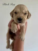Piper’s Black Boy 🖤, a male Golden Retriever for sale in Seymour, MO – 5 of 7