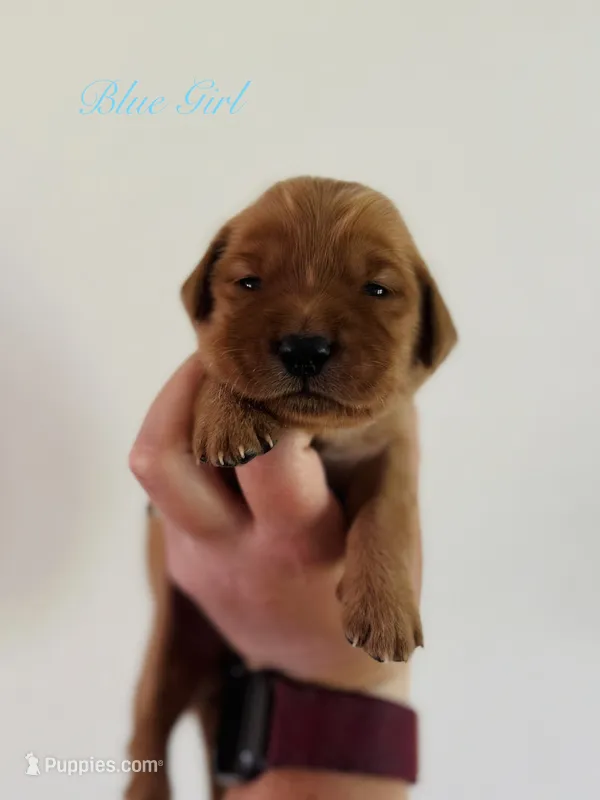 Penny’s Blue Girl – Golden Retriever puppy for sale in Seymour, MO
