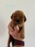 Penny’s Blue Girl, a female Golden Retriever for sale in Seymour, MO – 1 of 2