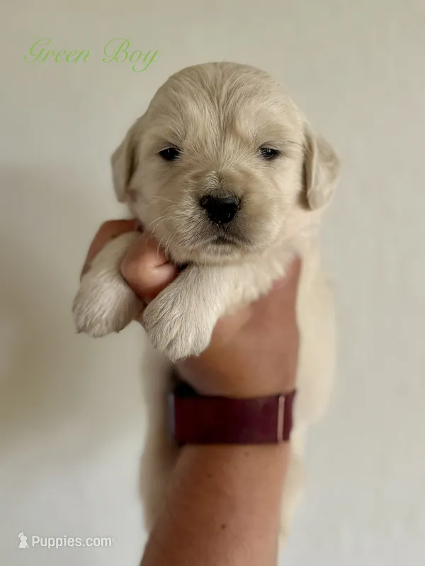 Chloe’s Green Boy – English Cream Golden Retriever puppy for sale in Seymour, MO