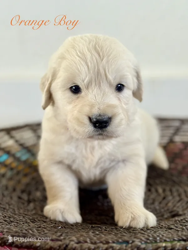 Chloe’s Orange Boy – English Cream Golden Retriever puppy for sale in Seymour, MO