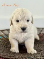 Chloe’s Orange Boy, a male English Cream Golden Retriever for sale in Seymour, MO – 5 of 8