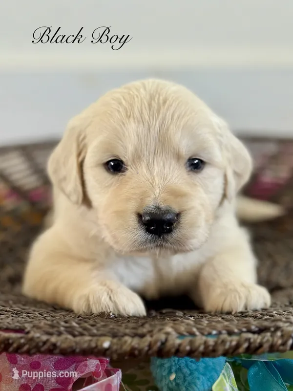 Chloe’s Black Boy – English Cream Golden Retriever puppy for sale in Seymour, MO