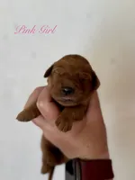 Penny’s Pink Girl, a female Golden Retriever for sale in Seymour, MO – 2 of 2