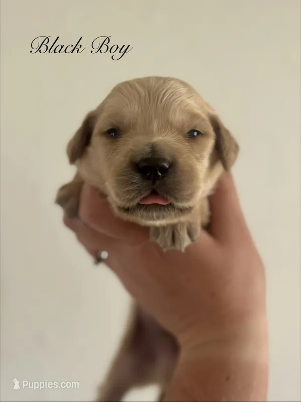 Piper’s Black Boy 🖤 – Golden Retriever puppy for sale in Seymour, MO