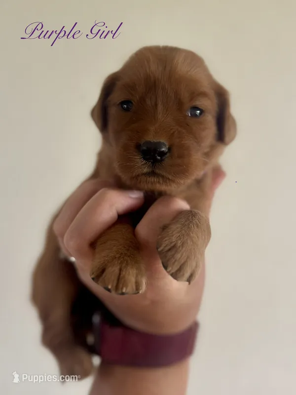Penny’s Purple Girl – Golden Retriever puppy for sale in Seymour, MO