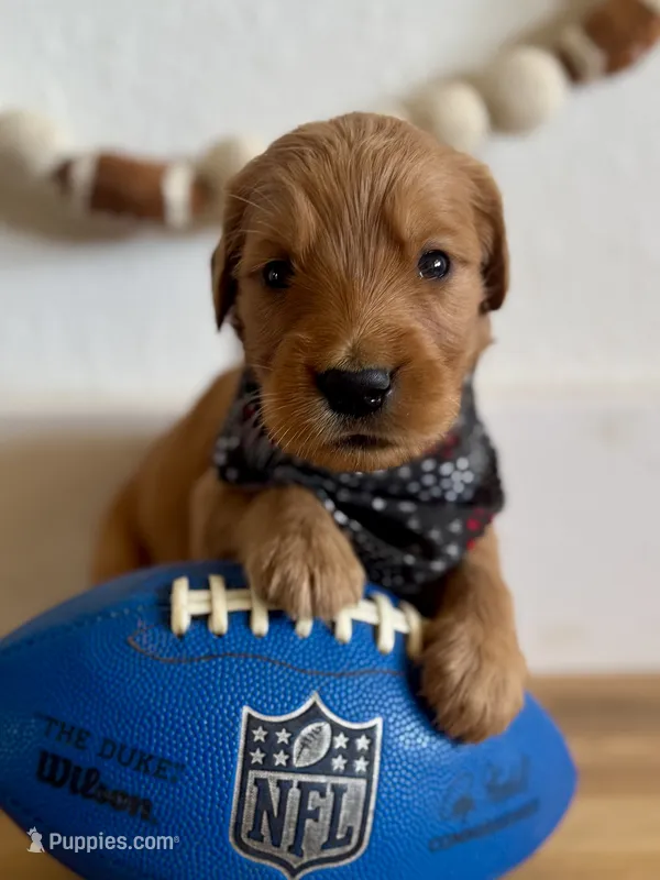 Poppy’s Black Boy 🖤 – Golden Retriever puppy for sale in Seymour, MO