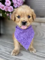 Poppy’s Purple Girl 💜, a female Golden Retriever for sale in Seymour, MO – 1 of 7