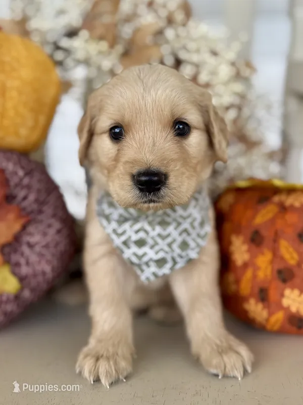 Piper’s Green Boy 💚 – Golden Retriever puppy for sale in Seymour, MO