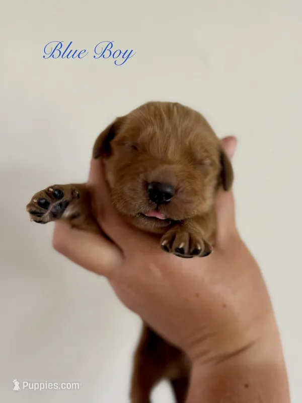 Poppy’s Blue Boy 💙 – Golden Retriever puppy for sale in Seymour, MO