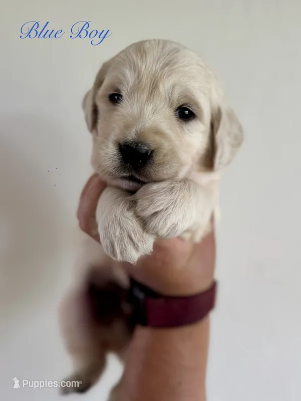 Chloe’s Blue Boy – English Cream Golden Retriever puppy for sale in Seymour, MO