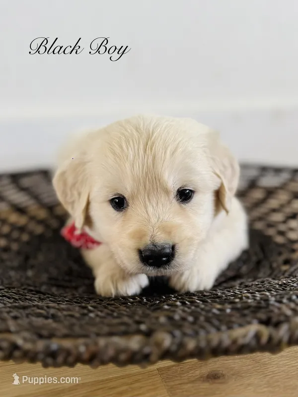 Chloe’s Black Boy – English Cream Golden Retriever puppy for sale in Seymour, MO