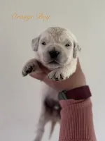 Chloe’s Orange Boy, a male English Cream Golden Retriever for sale in Seymour, MO – 1 of 2