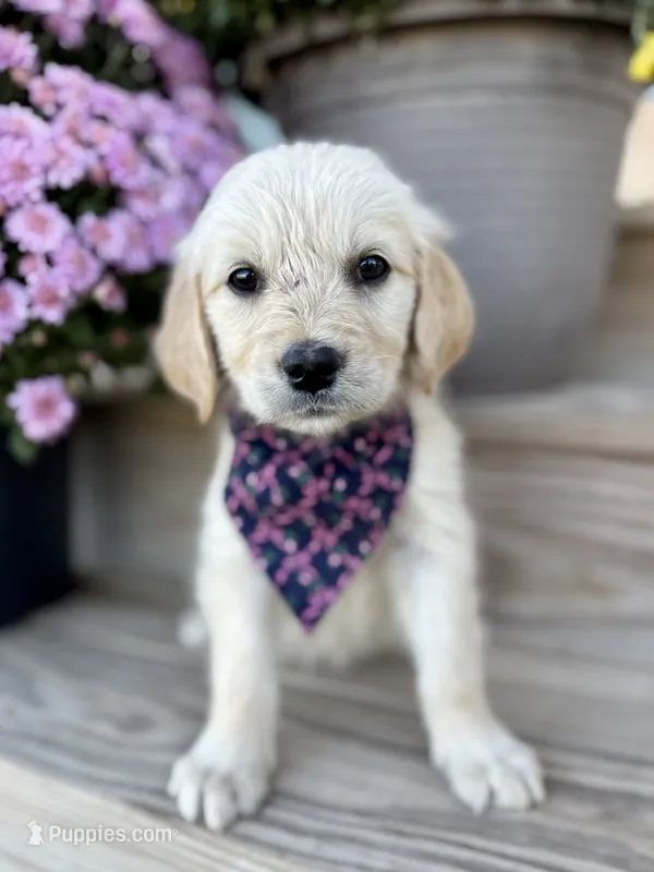 Piper’s Pink Girl 🩷 – Golden Retriever puppy for sale in Seymour, MO
