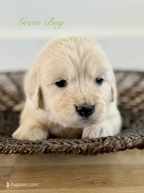 Chloe’s Green Boy – English Cream Golden Retriever puppy for sale in Seymour, MO