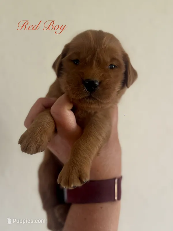 Penny’s Red Boy – Golden Retriever puppy for sale in Seymour, MO