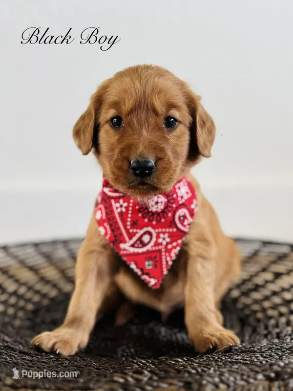 Penny’s Black Boy – Golden Retriever puppy for sale in Seymour, MO