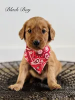 Penny’s Black Boy, a male Golden Retriever for sale in Seymour, MO – 4 of 8