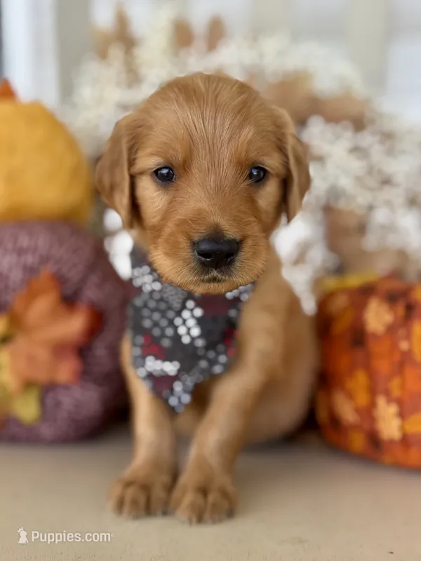 Poppy’s Black Boy 🖤 – Golden Retriever puppy for sale in Seymour, MO