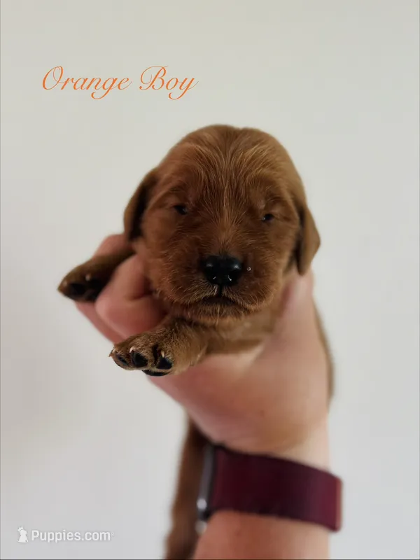Penny’s Orange Boy – Golden Retriever puppy for sale in Seymour, MO