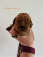 Penny’s Orange Boy, a male Golden Retriever for sale in Seymour, MO – 1 of 2