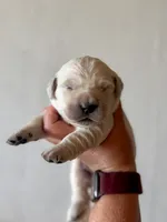 Chloe’s Yellow Boy, a male English Cream Golden Retriever for sale in Seymour, MO – 2 of 2