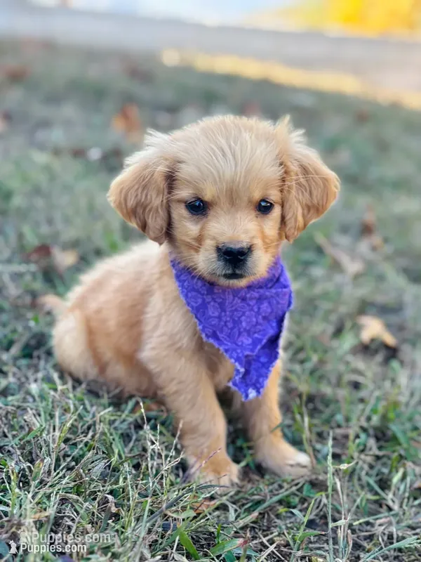 Poppy’s Purple Girl 💜 – Golden Retriever puppy for sale in Seymour, MO