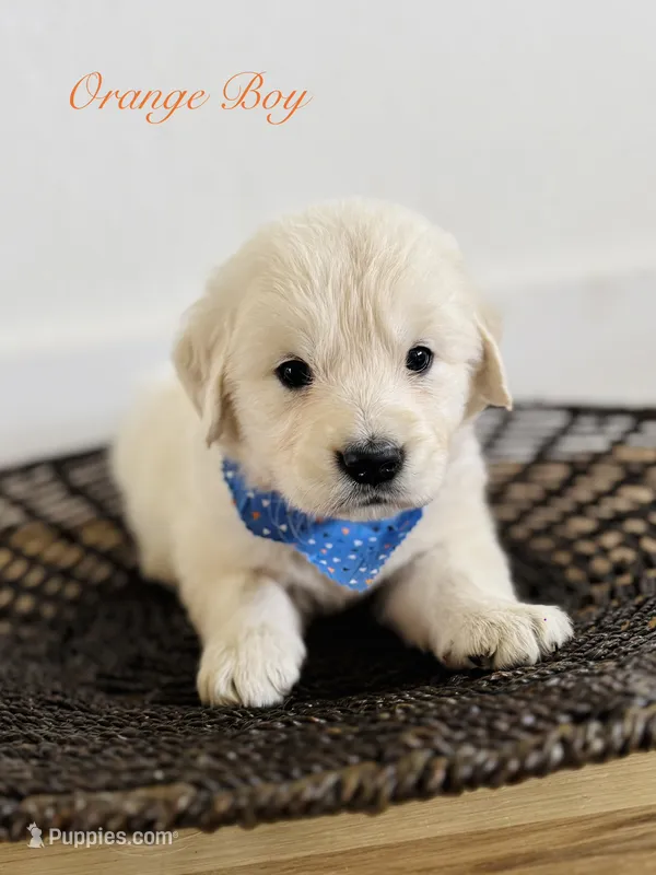 Chloe’s Orange Boy – English Cream Golden Retriever puppy for sale in Seymour, MO