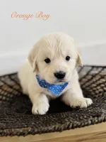 Chloe’s Orange Boy, a male English Cream Golden Retriever for sale in Seymour, MO – 4 of 8