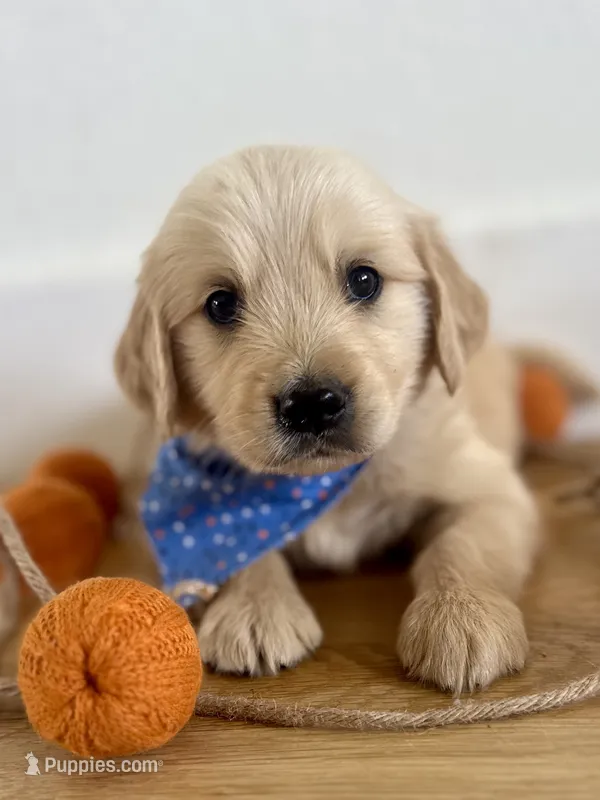 Piper’s Blue Boy 💙 – Golden Retriever puppy on hold in Seymour, MO