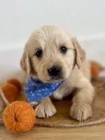 Piper’s Blue Boy 💙, a male Golden Retriever for sale in Seymour, MO – 1 of 6