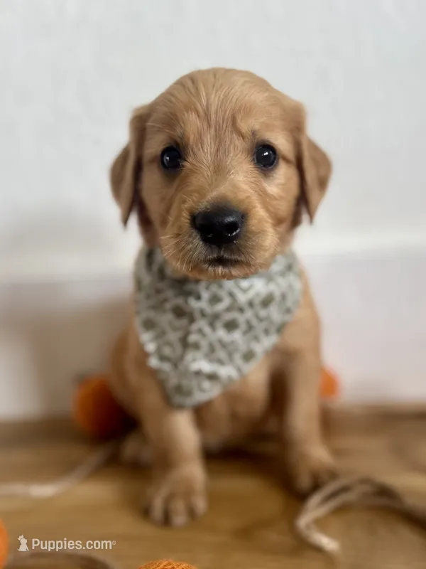 Poppy’s Green Boy 💚 – Golden Retriever puppy for sale in Seymour, MO